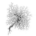 Coral Honeysuckle tattoo design idea