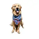 a golden retriever wearing a captain america bandana tattoo design idea