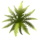 Fern Tree tattoo design idea