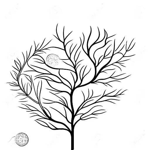 Branch of thin and delicate leaves in the background.  Flowers of the orange tree, a whole orange and an orange cut in h tattoo design idea