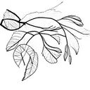 Branch of thin and delicate leaves in the background.  Flowers of the orange tree, a whole orange and an orange cut in h tattoo design idea
