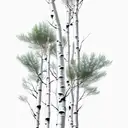 aspen tree tattoo design idea