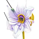 violets, rose, water lilys, aster, cosmo, chrysanthemum and narcissus flowers with a violin as the stem of a flower tattoo design idea