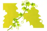 ivy grape vine with purolu grape wrapped arms around herself tattoo design idea